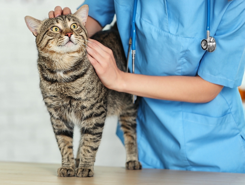 Veterinary Jobs in Lincoln