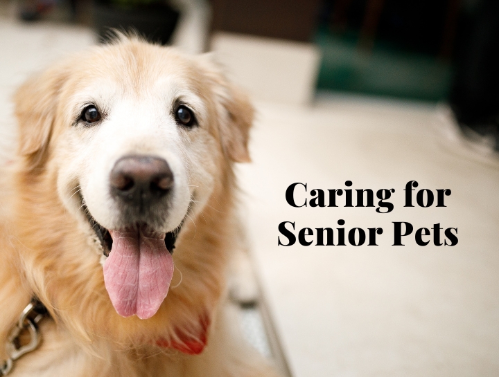 Caring for Senior Pets