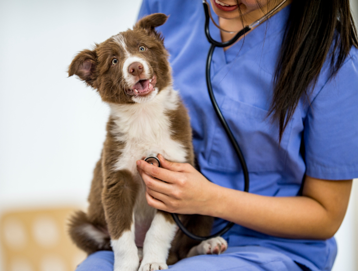 Sterling Pointe Veterinary Clinic